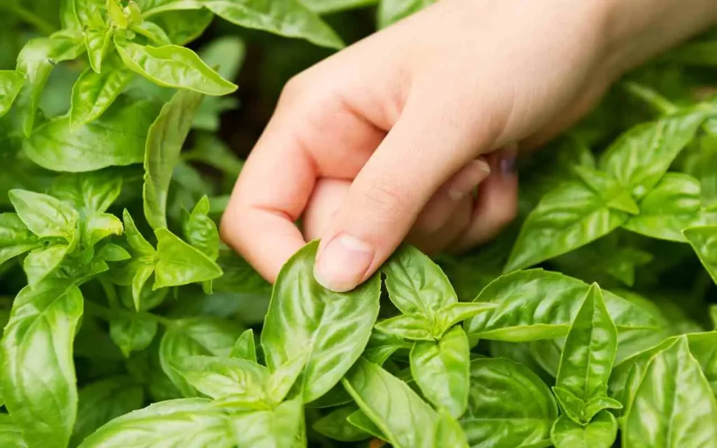 Basilico rigoglioso tutto l’anno: le 3 regole d’oro da non dimenticare Basilico rigoglioso tutto l’anno: le 3 regole d’oro da non dimenticare