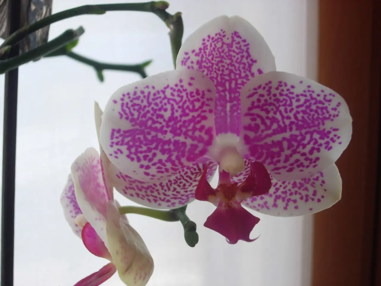 Il segreto giapponese per orchidee splendide: ecco il metodo che sta conquistando tutti Immagine selezionata