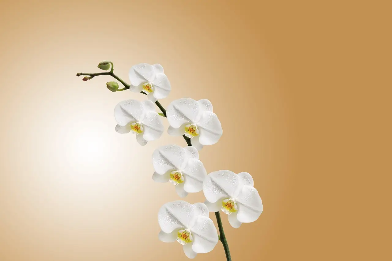 Il segreto giapponese per orchidee splendide: ecco il metodo che sta conquistando tutti Immagine selezionata
