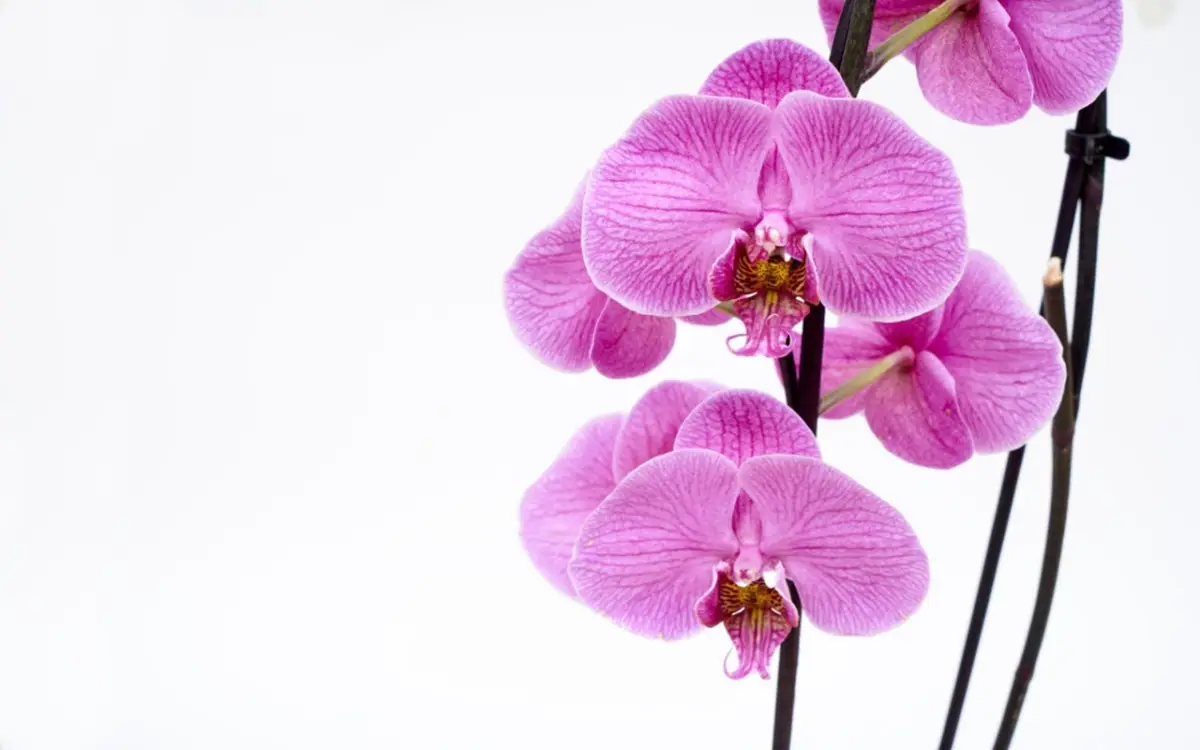 Il segreto giapponese per orchidee splendide: ecco il metodo che sta conquistando tutti Immagine selezionata