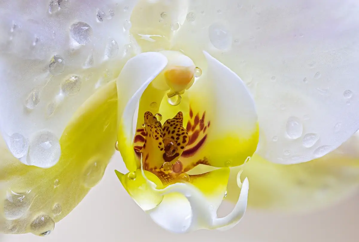 Il segreto giapponese per orchidee splendide: ecco il metodo che sta conquistando tutti Immagine selezionata