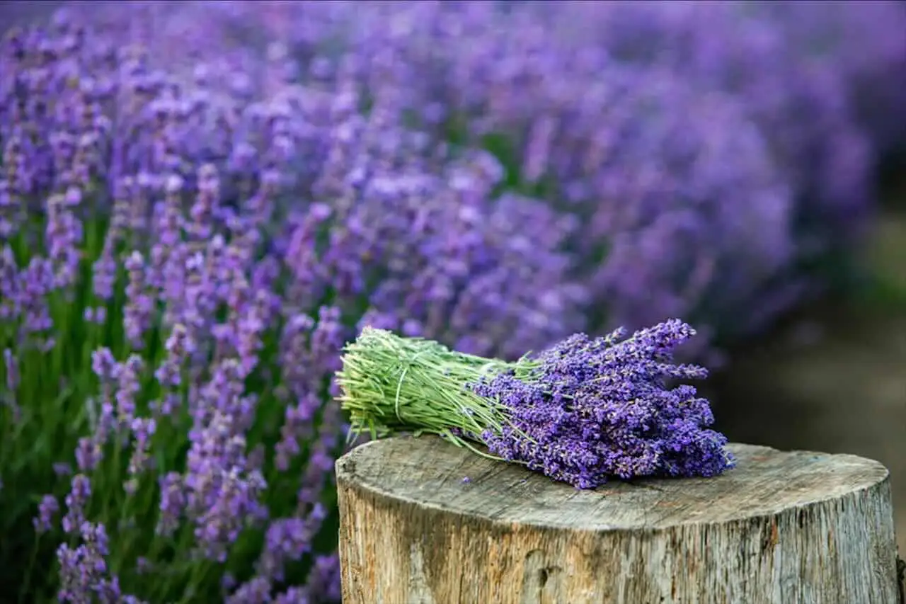 Rendi unico il tuo giardino: ecco la pianta che trasforma ogni spazio in un’oasi di profumi Immagine selezionata