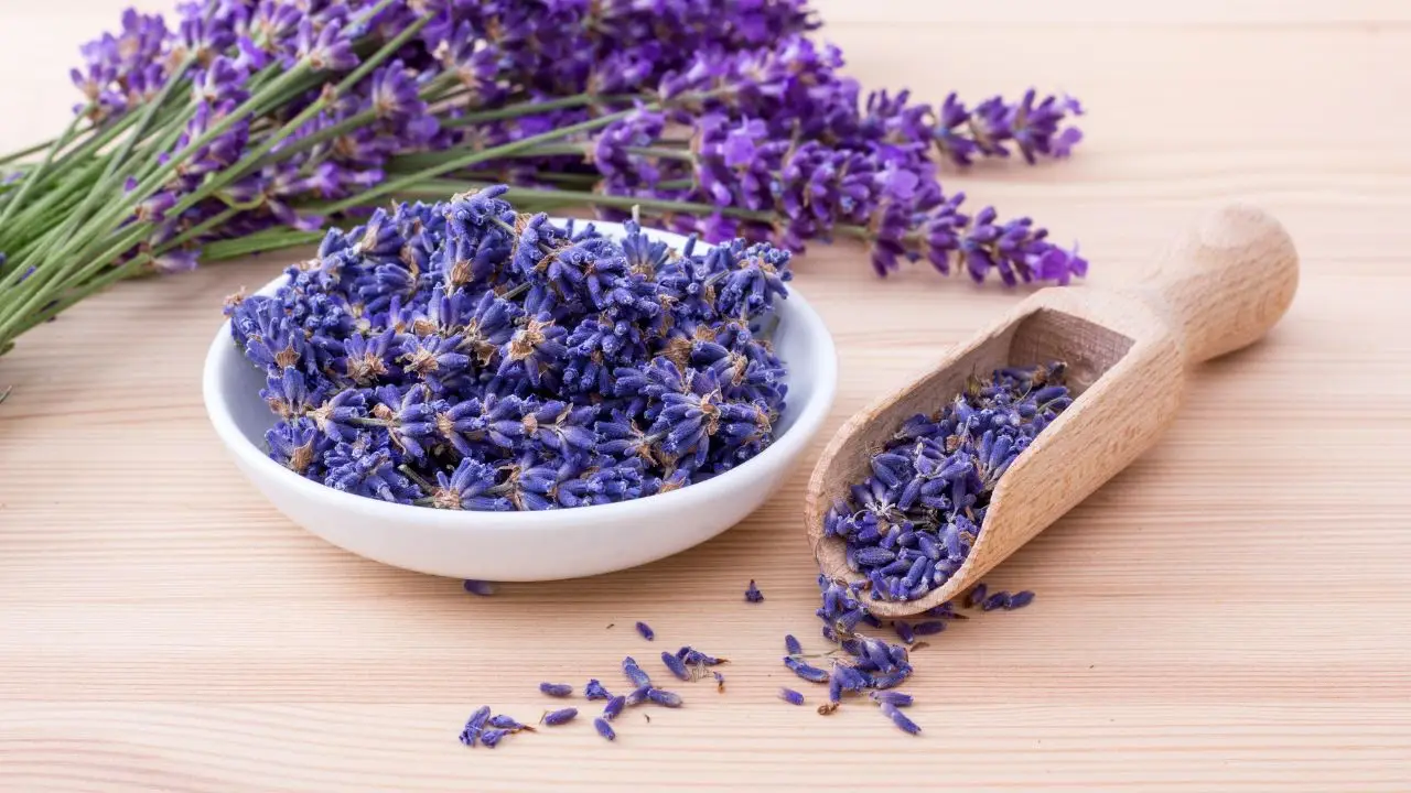 Rendi unico il tuo giardino: ecco la pianta che trasforma ogni spazio in un’oasi di profumi Immagine selezionata
