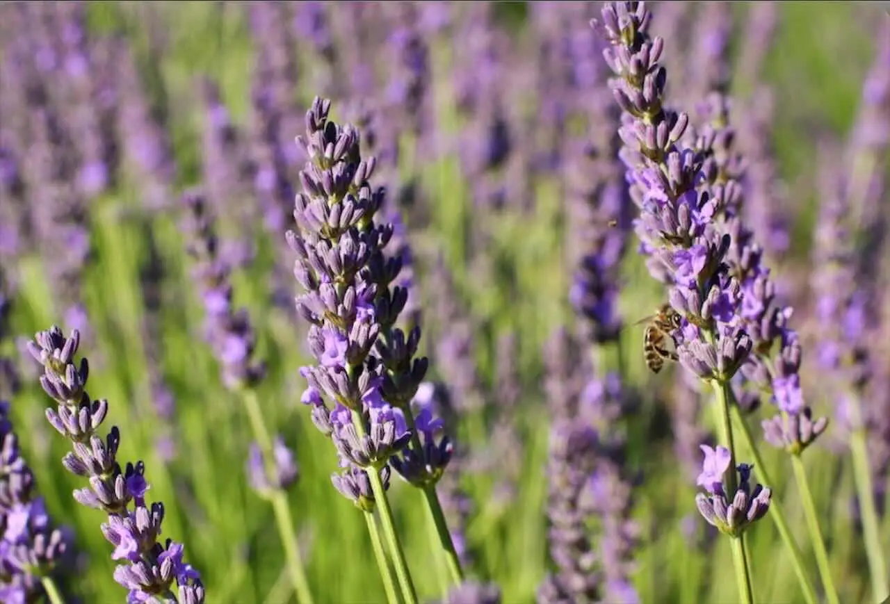 Rendi unico il tuo giardino: ecco la pianta che trasforma ogni spazio in un’oasi di profumi Immagine selezionata