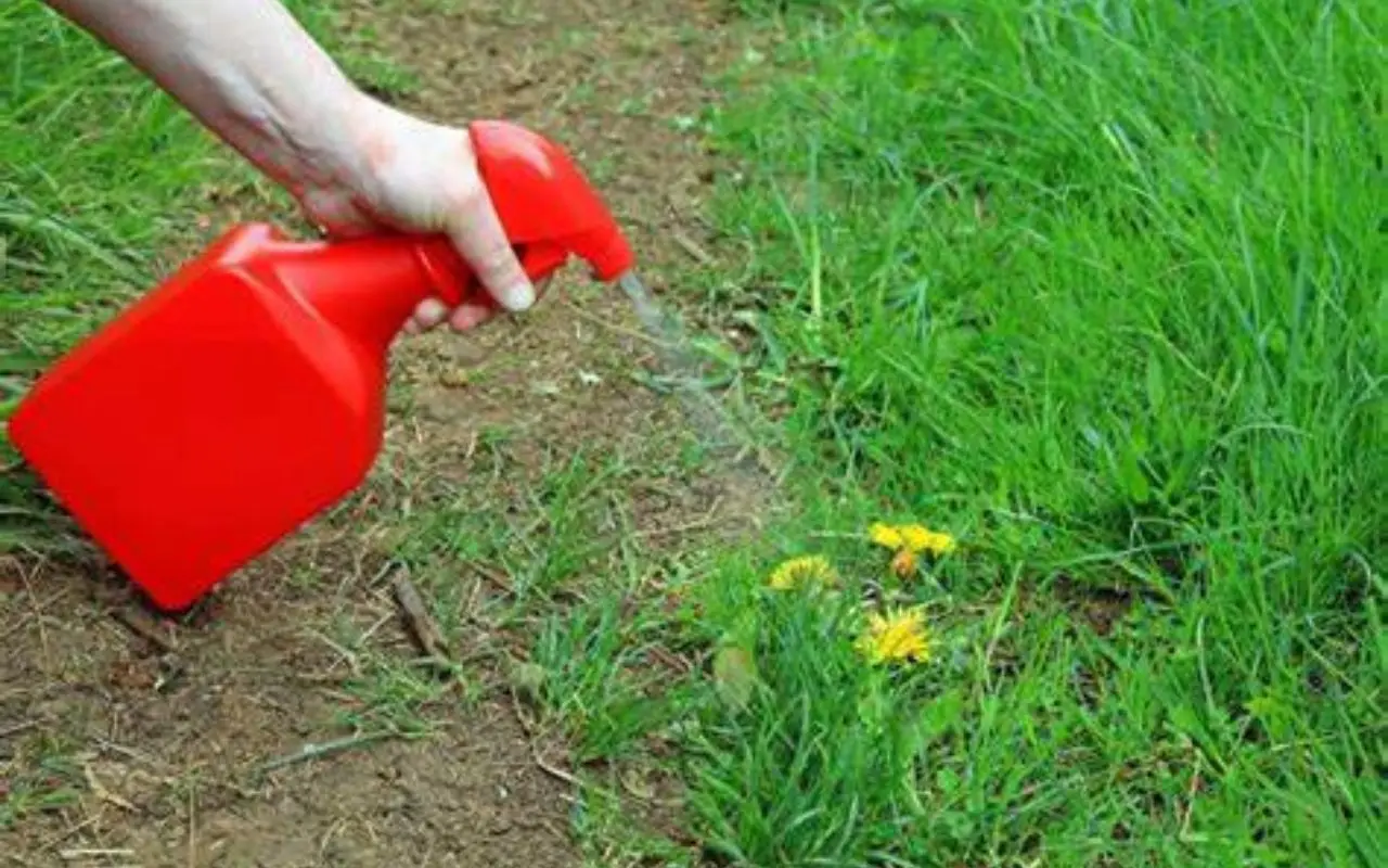 Invasione di erbe infestanti: ecco come eliminarla per sempre dal tuo giardino