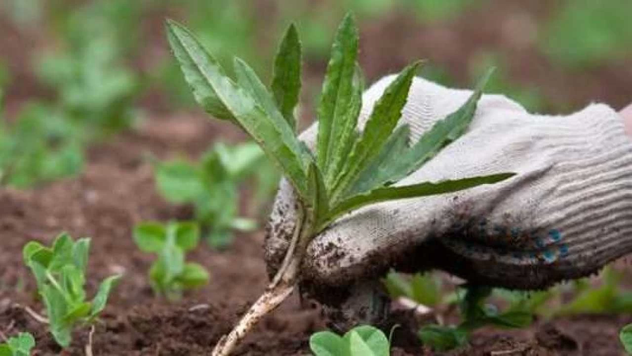 Invasione di erbe infestanti: ecco come eliminarla per sempre dal tuo giardino Immagine selezionata