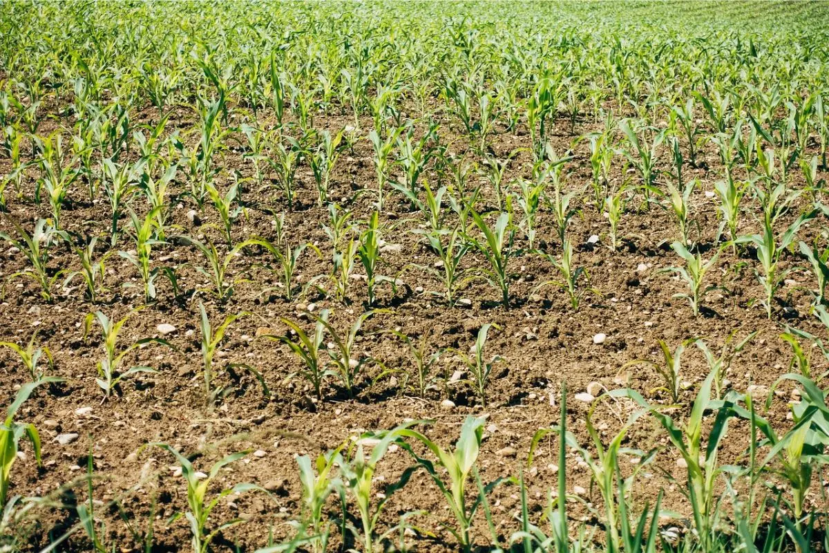 Invasione di erbe infestanti: ecco come eliminarla per sempre dal tuo giardino Immagine selezionata