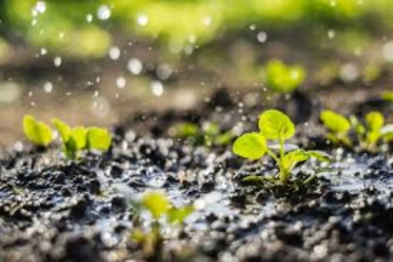 Invasione di erbe infestanti: ecco come eliminarla per sempre dal tuo giardino Immagine selezionata