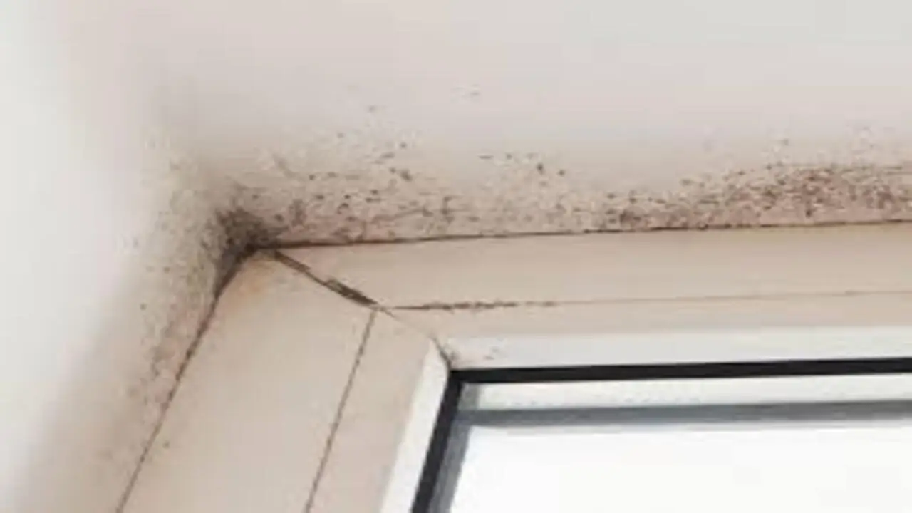 Come eliminare definitivamente la muffa da tuo bagno Immagine selezionata