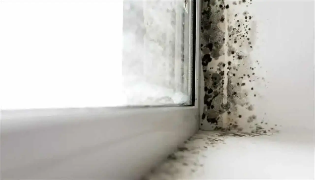 Come eliminare definitivamente la muffa da tuo bagno Immagine selezionata