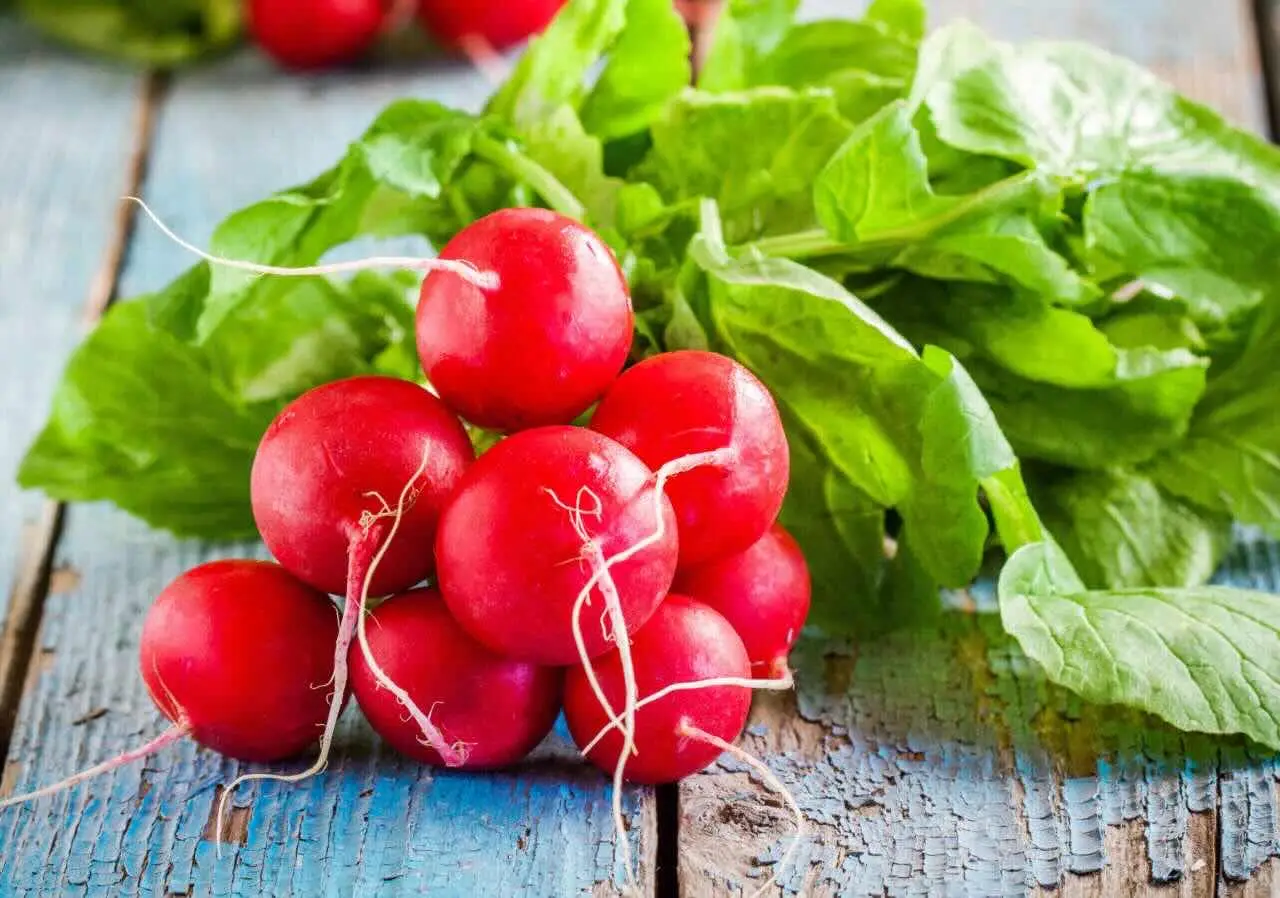 Ravanelli in vaso: ecco la guida pratica per i principianti