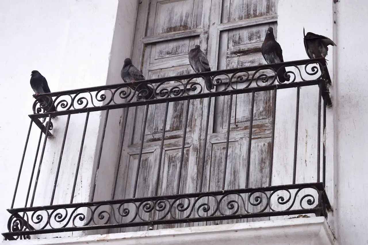 Piccioni addio! Ecco il trucco semplice che tiene lontani i volatili dalla tua terrazza Immagine selezionata