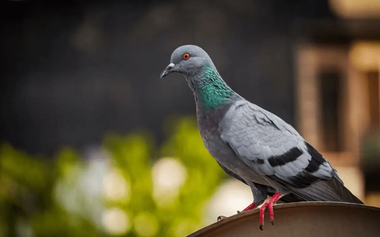Piccioni addio! Ecco il trucco semplice che tiene lontani i volatili dalla tua terrazza Immagine selezionata