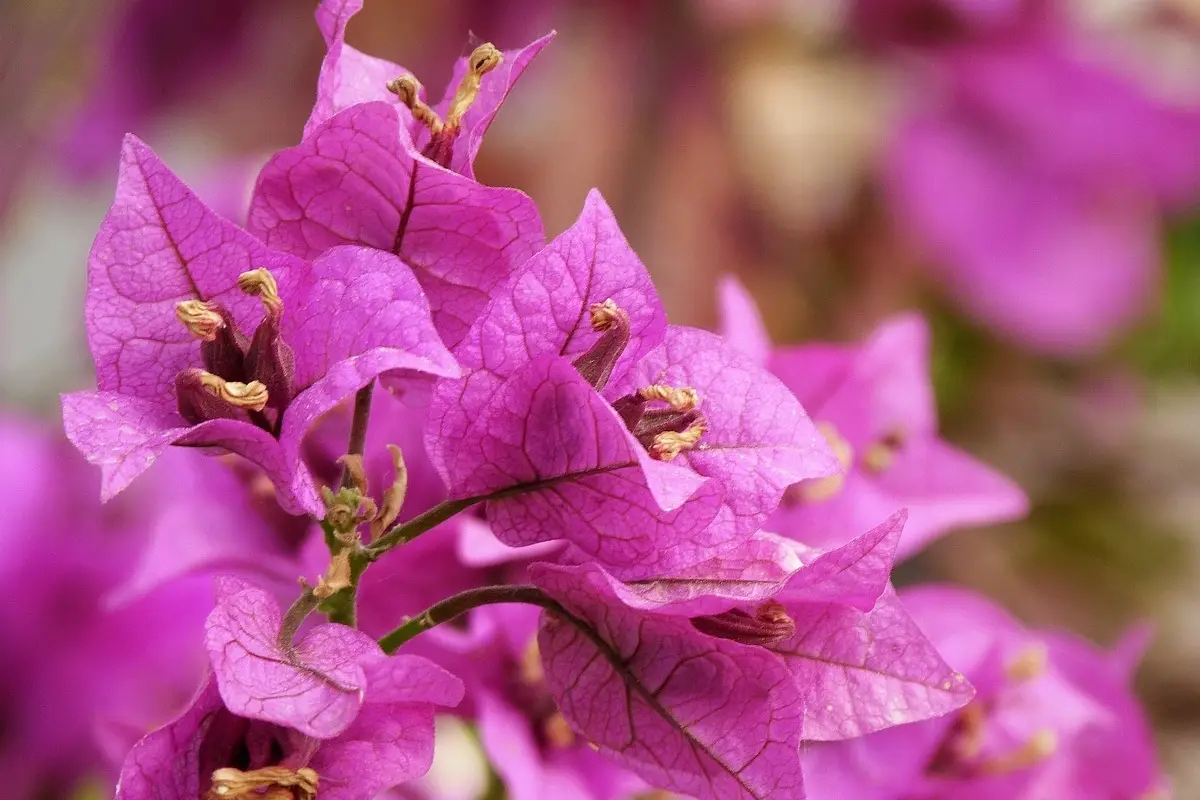 Bouganville rigogliosa con un solo step: questo il metodo facilissimo che devi provare