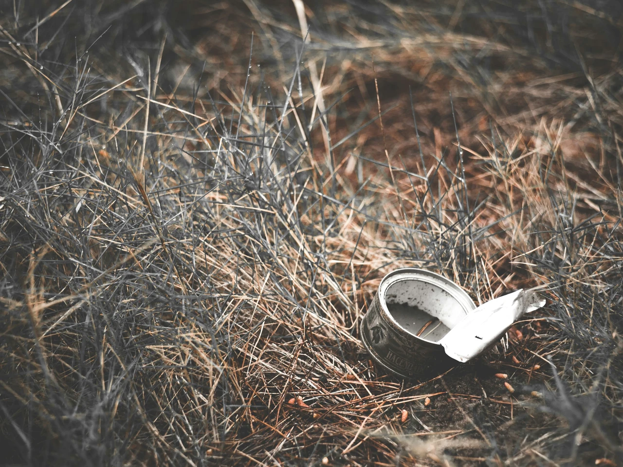 Il gesto in giardino che inquina più dell’auto: anche tu fai questo ogni primavera? Il gesto in giardino che inquina più dell’auto: anche tu fai questo ogni primavera?