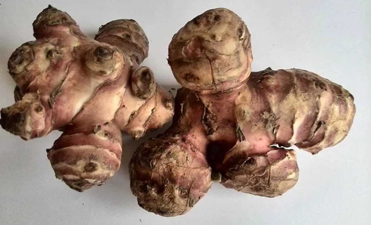 Come mangiare il topinambur per migliorare la flora intestinale Come mangiare il topinambur per migliorare la flora intestinale