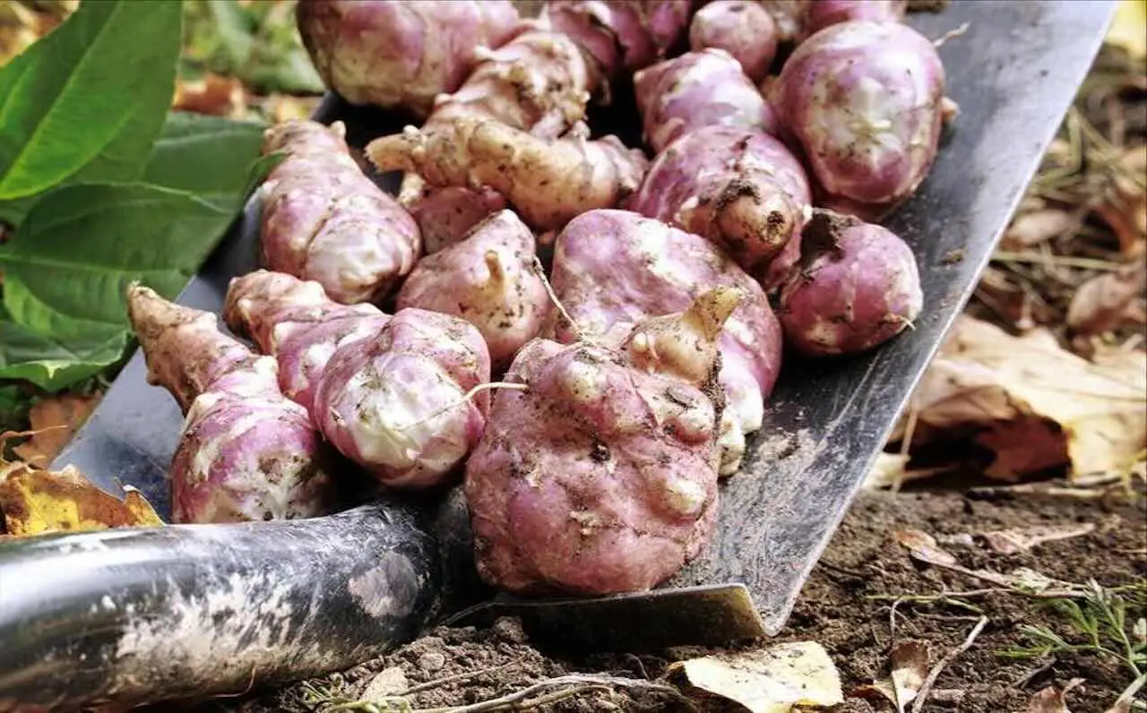 Come mangiare il topinambur per migliorare la flora intestinale Come mangiare il topinambur per migliorare la flora intestinale