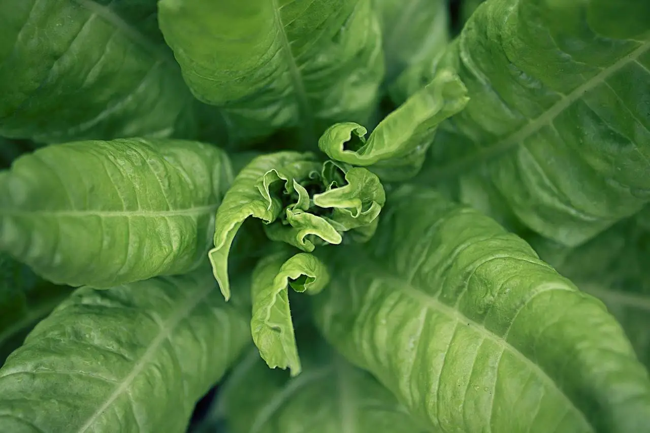 Come mangiare le verdure amare per depurarsi Come mangiare le verdure amare per depurarsi