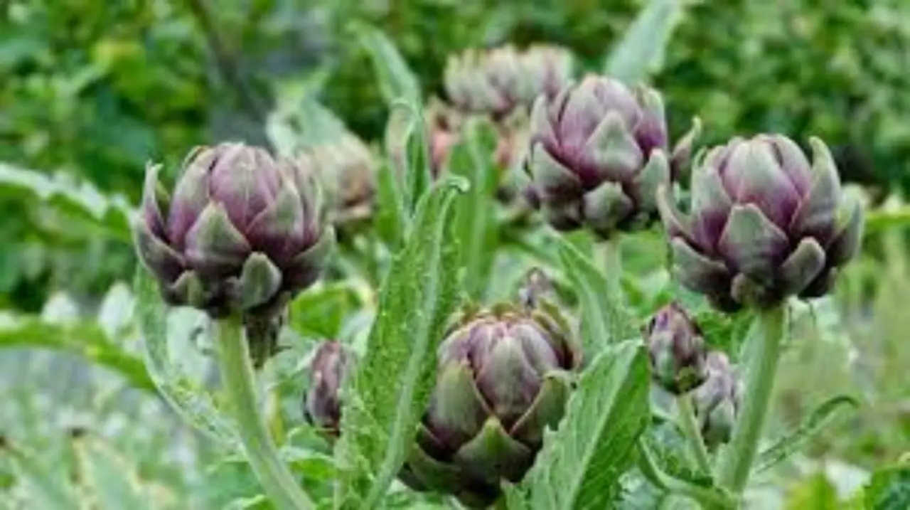 Come mangiare le verdure amare per depurarsi Come mangiare le verdure amare per depurarsi