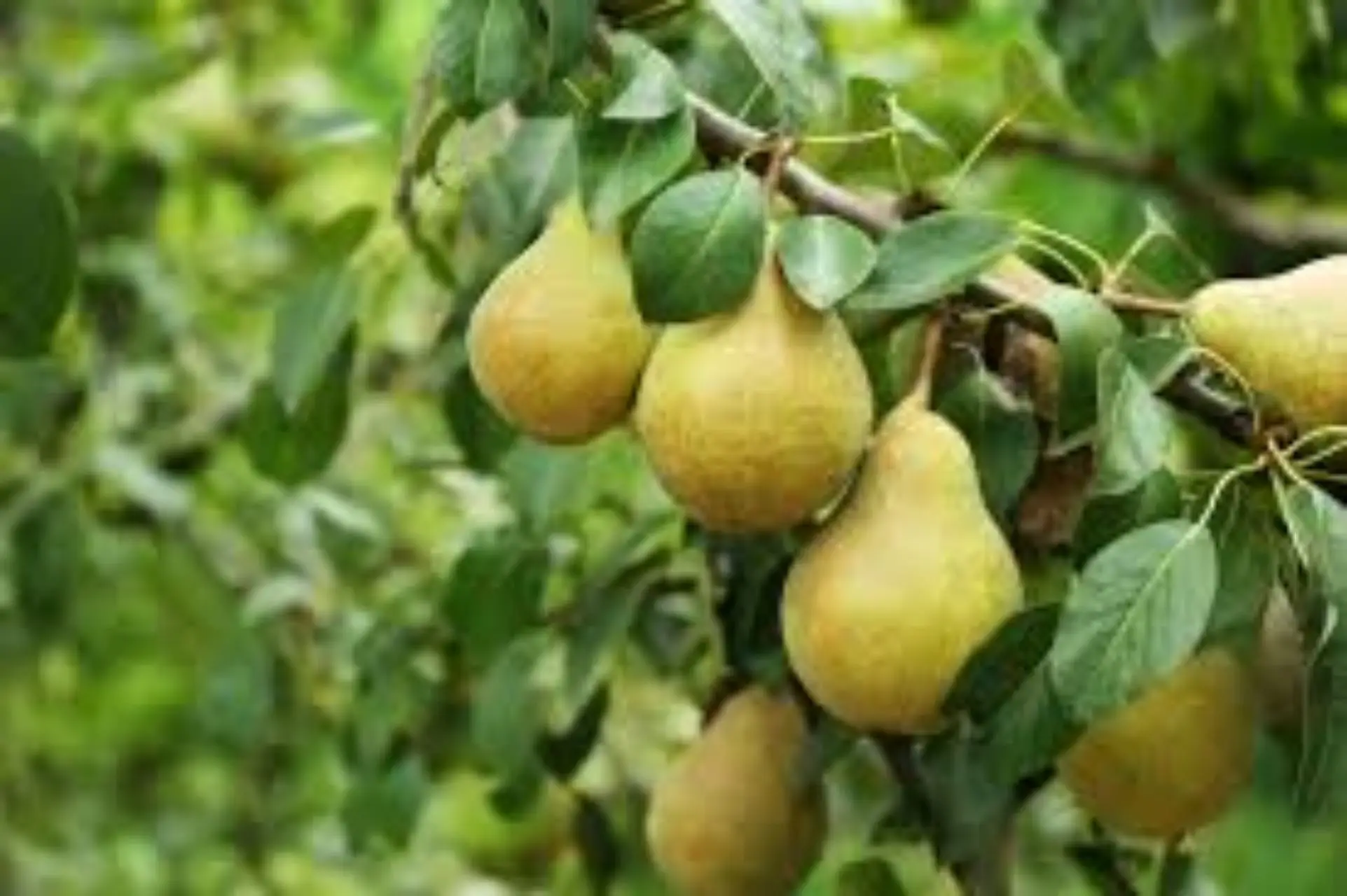 Il frutto che abbassa la glicemia e aiuta la digestione Il frutto che abbassa la glicemia e aiuta la digestione